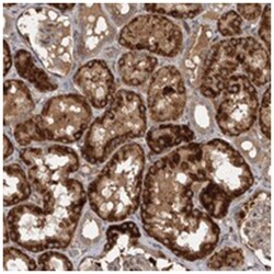 RAB3GAP2 Rabbit anti-Human, Polyclonal Antibody, Abnova 100&mu;L; Unlabeled:Antibodies,