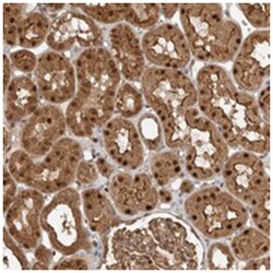 STRAP Rabbit anti-Human, Mouse, Rat, Polyclonal Antibody, Abnova 100&mu;L;