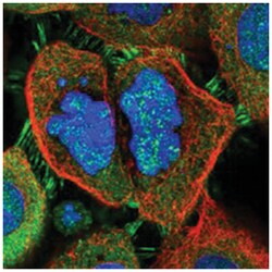 STRAP Rabbit anti-Human, Mouse, Rat, Polyclonal Antibody, Abnova 100&mu;L;