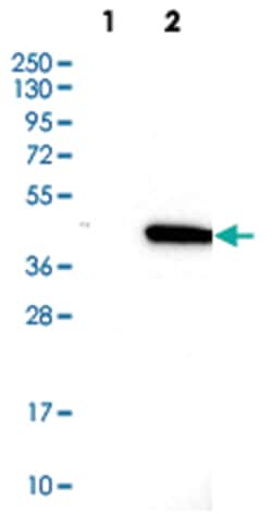 SNRNP40 Rabbit anti-Human, Polyclonal Antibody, Abnova 100&mu;L; Unlabeled:Antibodies,