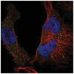 STAP2 Rabbit anti-Human, Polyclonal Antibody, Abnova 100&mu;L; Unlabeled:Antibodies,