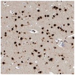 BCLAF1 Rabbit anti-Human, Polyclonal Antibody, Abnova 100&mu;L; Unlabeled:Antibodies,