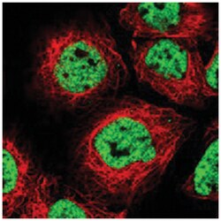 BCLAF1 Rabbit anti-Human, Polyclonal Antibody, Abnova 100&mu;L; Unlabeled:Antibodies,