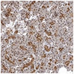 ISG20L2, Rabbit, Polyclonal Antibody, Abnova 100&mu;L; Unlabeled:Antibodies,