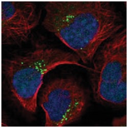 ISG20L2, Rabbit, Polyclonal Antibody, Abnova 100&mu;L; Unlabeled:Antibodies,