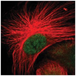 SATB2 Rabbit anti-Human, Polyclonal Antibody, Abnova 100 &mu;L | Buy Online | Abnova Corporation | Fisher Scientific