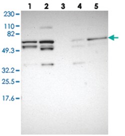 C14orf133 Rabbit anti-Human, Polyclonal Antibody, Abnova 100 &mu;L | Buy Online | Abnova Corporation | Fisher Scientific
