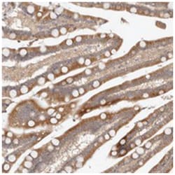 C14orf133 Rabbit anti-Human, Polyclonal Antibody, Abnova 100 &mu;L | Buy Online | Abnova Corporation | Fisher Scientific