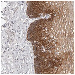 C14orf133 Rabbit anti-Human, Polyclonal Antibody, Abnova 100&mu;L; Unlabeled:Antibodies,