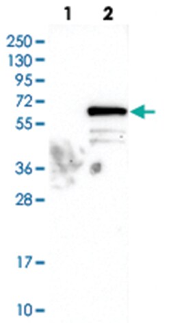C14orf133 Rabbit anti-Human, Polyclonal Antibody, Abnova 100&mu;L; Unlabeled:Antibodies,