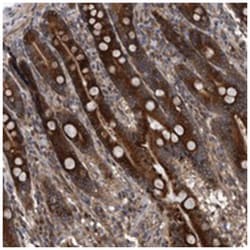 SERINC2 Rabbit anti-Human, Polyclonal Antibody, Abnova 100&mu;L; Unlabeled:Antibodies,