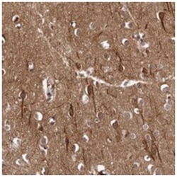 C12orf53, Rabbit, Polyclonal Antibody, Abnova 100&mu;L; Unlabeled:Antibodies,