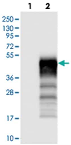 C12orf53, Rabbit, Polyclonal Antibody, Abnova 100&mu;L; Unlabeled:Antibodies,