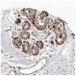 PRR12, Rabbit, Polyclonal Antibody, Abnova 100&mu;L; Unlabeled:Antibodies,