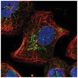 SLC25A22, Rabbit, Polyclonal Antibody, Abnova 100 &mu;L | Buy Online | Abnova | Fisher Scientific