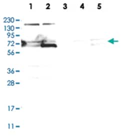KIF2B Rabbit anti-Human, Polyclonal Antibody, Abnova 100 &mu;L | Buy Online | Abnova Corporation | Fisher Scientific