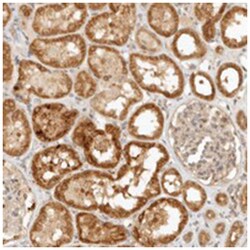 KIF2B Rabbit anti-Human, Polyclonal Antibody, Abnova 100&mu;L; Unlabeled:Antibodies,