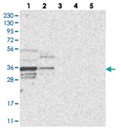 OTUD6B Rabbit anti-Human, Polyclonal Antibody, Abnova 100&mu;L; Unlabeled:Antibodies,