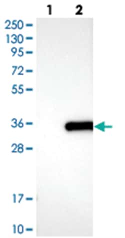 APIP Rabbit anti-Human, Polyclonal Antibody, Abnova 100 &mu;L | Buy Online | Abnova Corporation | Fisher Scientific