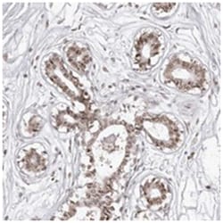 PHF3 Rabbit anti-Human, Polyclonal Antibody, Abnova 100&mu;L; Unlabeled:Antibodies,