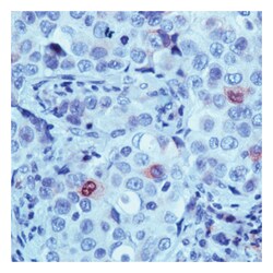 Epredia Lab Vision Cyclin B1 Ab-2 Rabbit Polyclonal Antibody with BSA and
