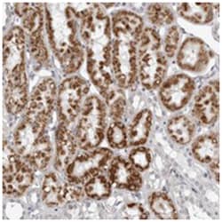 FAM135B Rabbit anti-Human, Polyclonal Antibody, Abnova 100 &mu;L | Buy Online | Abnova Corporation | Fisher Scientific