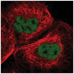 CASC5, Rabbit, Polyclonal Antibody, Abnova 100&mu;L; Unlabeled:Antibodies,