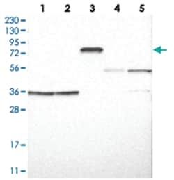 RAD54B, Rabbit, Polyclonal Antibody, Abnova 100 &mu;L | Buy Online | Abnova Corporation | Fisher Scientific