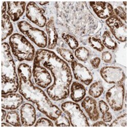 DENND2A, Rabbit, Polyclonal Antibody, Abnova 100 &mu;L | Buy Online | Abnova Corporation | Fisher Scientific