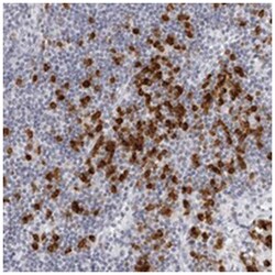 SEC11C, Rabbit, Polyclonal Antibody, Abnova 100 &mu;L | Buy Online | Abnova Corporation | Fisher Scientific