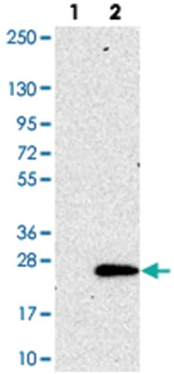 SEC11C, Rabbit, Polyclonal Antibody, Abnova 100 &mu;L | Buy Online | Abnova Corporation | Fisher Scientific