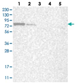 LARP7 Rabbit anti-Human, Polyclonal Antibody, Abnova 100 &mu;L | Buy Online | Abnova Corporation | Fisher Scientific