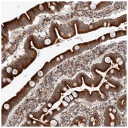 C4orf3, Rabbit, Polyclonal Antibody, Abnova 100&mu;L; Unlabeled:Antibodies,