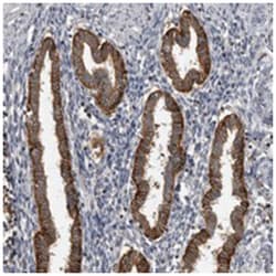 CMTM6 Rabbit anti-Human, Polyclonal Antibody, Abnova 100&mu;L; Unlabeled:Antibodies,