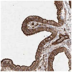 GPER Rabbit anti-Human, Polyclonal Antibody, Abnova 100&mu;L; Unlabeled:Antibodies,