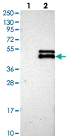 MTERFD2 Rabbit anti-Human, Polyclonal Antibody, Abnova 100 &mu;L | Buy Online | Abnova Corporation | Fisher Scientific