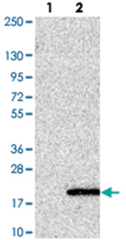 UFSP1 Rabbit anti-Human, Polyclonal Antibody, Abnova 100 &mu;L | Buy Online | Abnova Corporation | Fisher Scientific