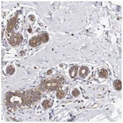 FAM54B Rabbit anti-Human, Polyclonal Antibody, Abnova 100 &mu;L | Buy Online | Abnova Corporation | Fisher Scientific