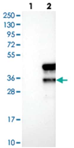 FAM54B Rabbit anti-Human, Polyclonal Antibody, Abnova 100 &mu;L | Buy Online | Abnova Corporation | Fisher Scientific