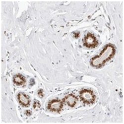 KIAA0146, Rabbit, Polyclonal Antibody, Abnova 100 &mu;L | Buy Online | Abnova Corporation | Fisher Scientific
