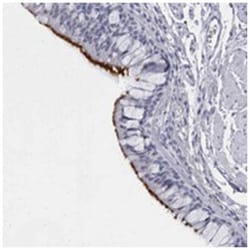 C1orf114 Rabbit anti-Human, Polyclonal Antibody, Abnova 100 &mu;L | Buy Online | Abnova | Fisher Scientific