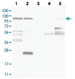 WDR47 Rabbit anti-Human, Polyclonal Antibody, Abnova 100 &mu;L | Buy Online | Abnova Corporation | Fisher Scientific