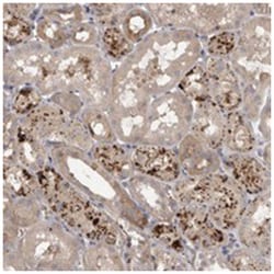 WDR47 Rabbit anti-Human, Polyclonal Antibody, Abnova 100 &mu;L | Buy Online | Abnova Corporation | Fisher Scientific