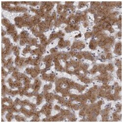 WDR47 Rabbit anti-Human, Polyclonal Antibody, Abnova 100&mu;L; Unlabeled:Antibodies,