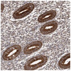 OXR1 Rabbit anti-Human, Polyclonal Antibody, Abnova 100&mu;L; Unlabeled:Antibodies,