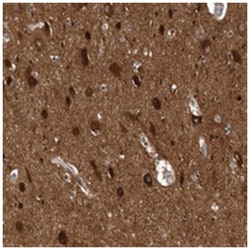 OXR1 Rabbit anti-Human, Polyclonal Antibody, Abnova 100&mu;L; Unlabeled:Antibodies,