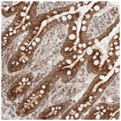 MRPL55, Rabbit, Polyclonal Antibody, Abnova 100&mu;L; Unlabeled:Antibodies,