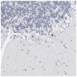 WDR3, Rabbit, Polyclonal Antibody, Abnova 100&mu;L; Unlabeled:Antibodies,