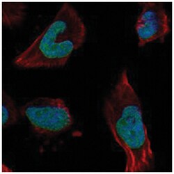 WDR3, Rabbit, Polyclonal Antibody, Abnova 100&mu;L; Unlabeled:Antibodies,