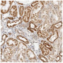 RC3H1 Rabbit anti-Human, Polyclonal Antibody, Abnova 100&mu;L; Unlabeled:Antibodies,